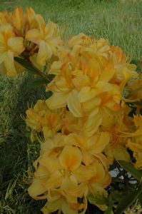 Azalea Sun Chariot